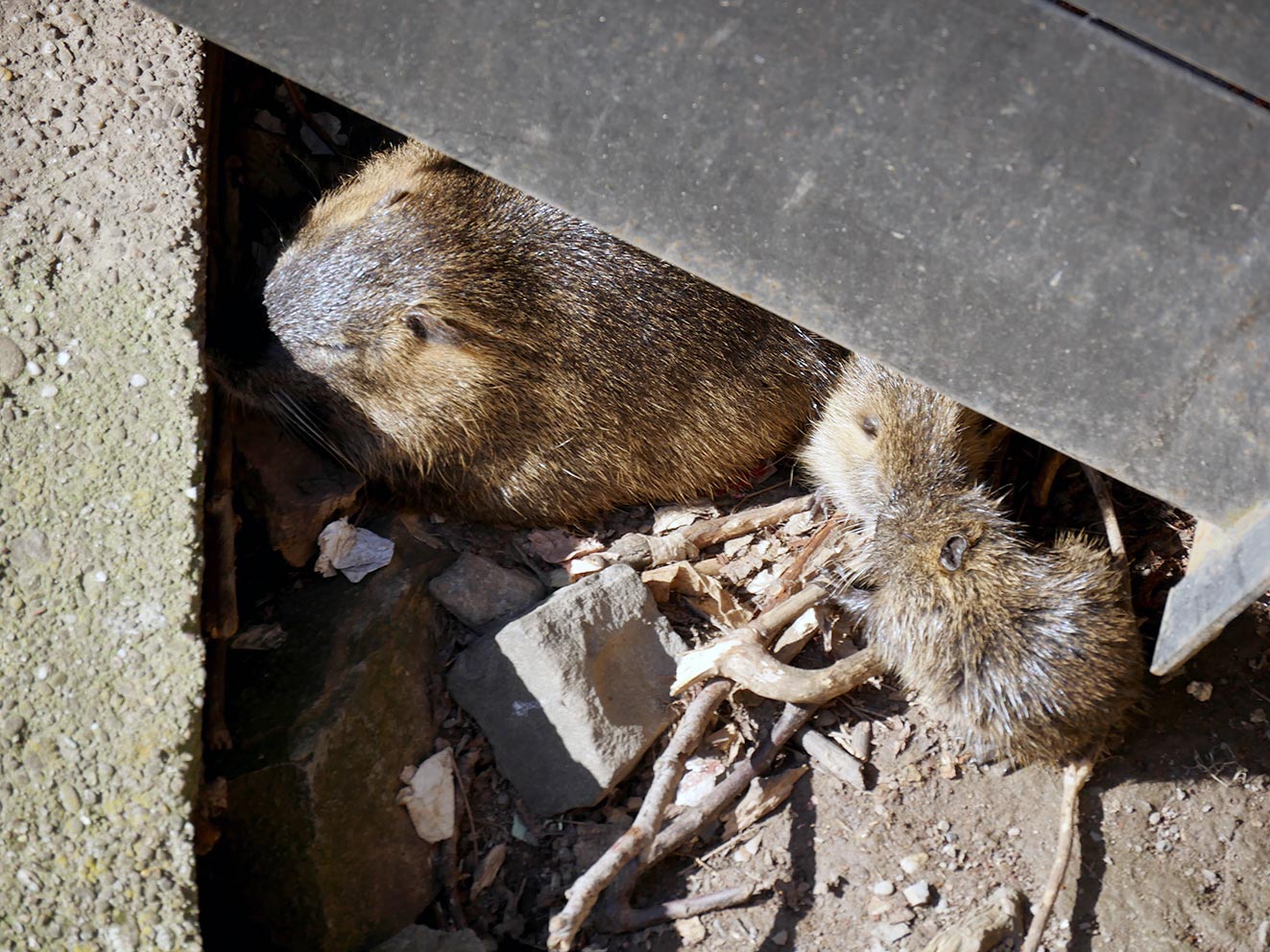 Biberratten, wie hier mitten in Straßburg, brauchen kein Grundgesetz. Foto: waldecker-land-zukunft-heimat.de