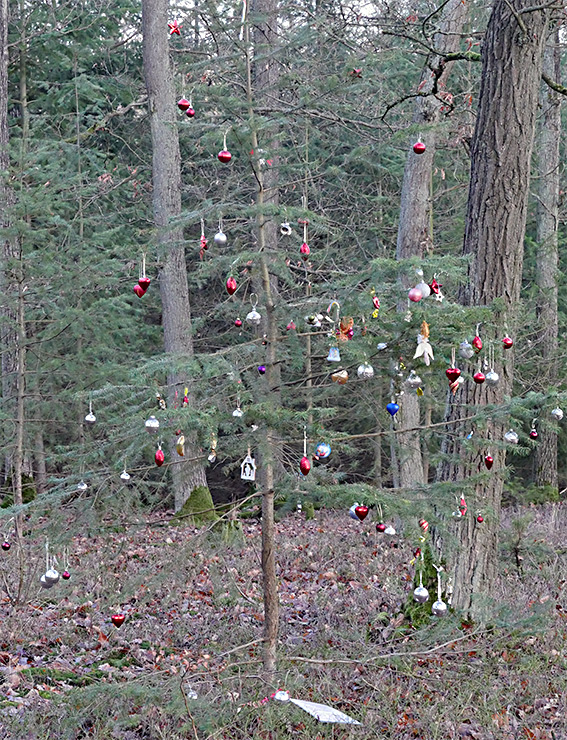 Wunschbaum in den Wäldern von Bad Wildungen